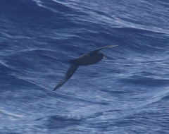 Procellaria aequinoctialis