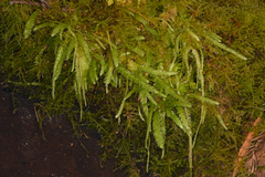 Plagiothecium undulatum