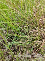 Pimelea spinescens spinescens