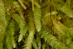 Plagiothecium undulatum