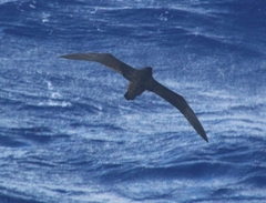 Procellaria aequinoctialis
