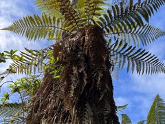 Dicksonia squarrosa