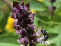 Ceratina unimaculata