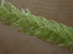 Plagiothecium undulatum