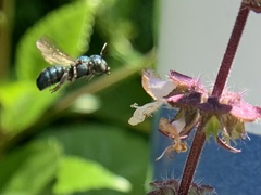 Ceratina unimaculata