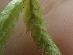 Plagiothecium undulatum