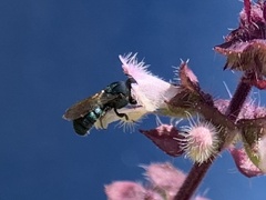 Ceratina unimaculata