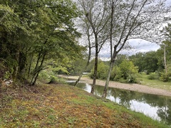 Thuidium delicatulum