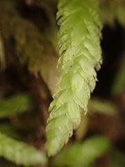 Plagiothecium undulatum