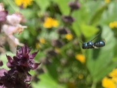 Ceratina unimaculata
