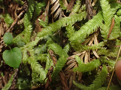 Plagiothecium undulatum