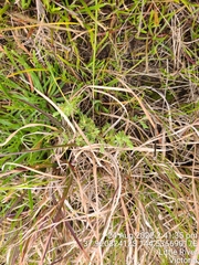 Pimelea spinescens spinescens