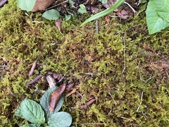 Thuidium delicatulum