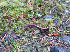 Plethodon vehiculum