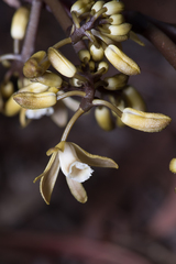 Erythrorchis cassythoides