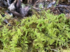 Thuidium delicatulum