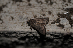 Protorthodes alfkenii