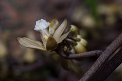 Erythrorchis cassythoides
