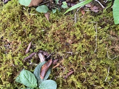 Thuidium delicatulum