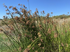 Schoenoplectus californicus