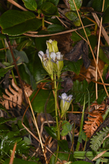 Gentiana affinis