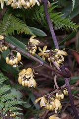 Erythrorchis cassythoides
