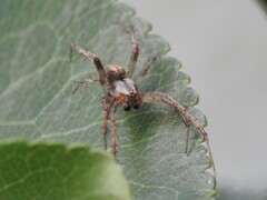 Neoscona arabesca