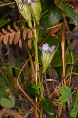 Gentiana affinis