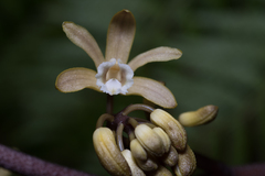 Erythrorchis cassythoides
