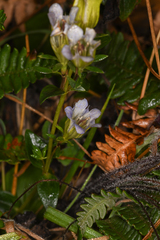 Gentiana affinis