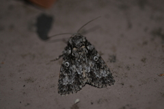Acronicta marmorata