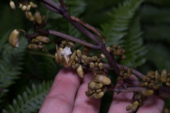 Erythrorchis cassythoides