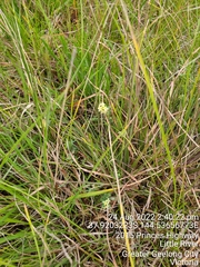 Pimelea spinescens spinescens