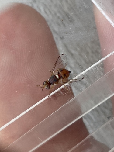Olive fruit fly photo 4