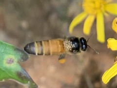 Apis dorsata