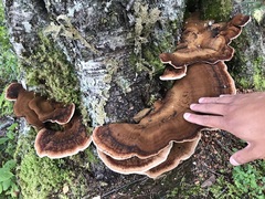 Ischnoderma resinosum