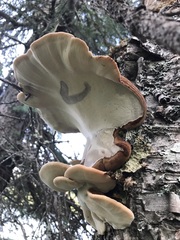 Ischnoderma resinosum