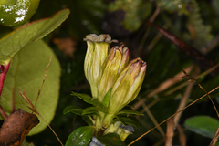 Gentiana affinis