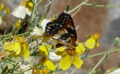 Chlosyne californica