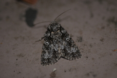 Acronicta marmorata