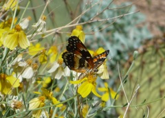 Chlosyne californica