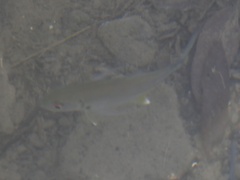 Lutjanus monostigma