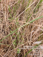 Pimelea spinescens spinescens