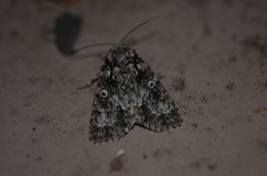 Acronicta marmorata