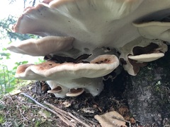 Ischnoderma resinosum