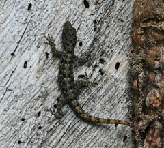 Gonatodes albogularis