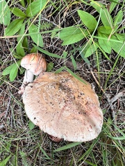 Validae