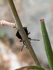 Chlorochroa