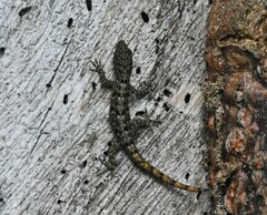 Gonatodes albogularis