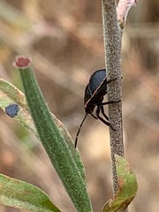 Chlorochroa